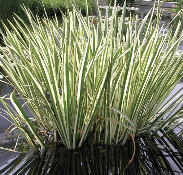 Аир болотный ’Вариегата’