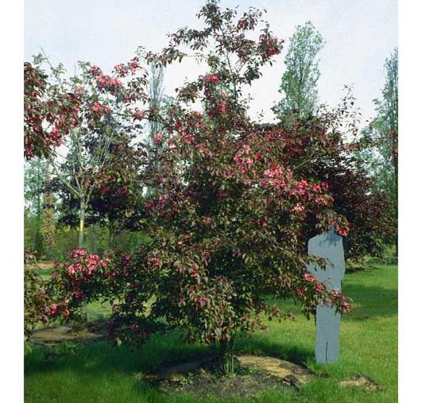 Яблоня декоративная 'Рудольф'