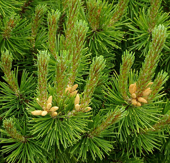 Сосна горная 'Офир'