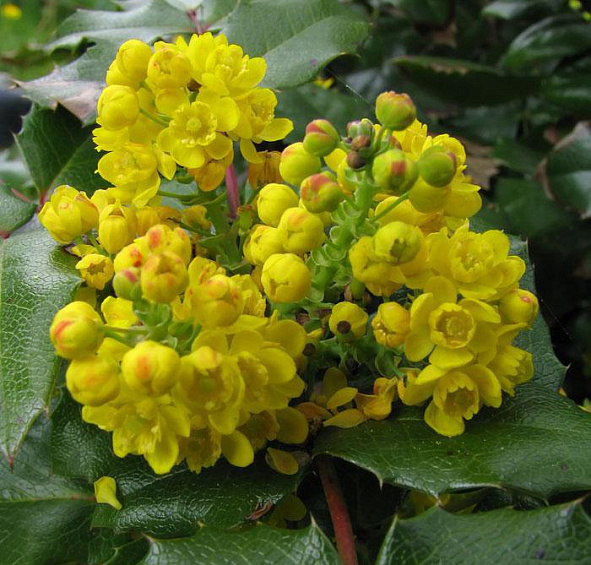 Магония падуболистная