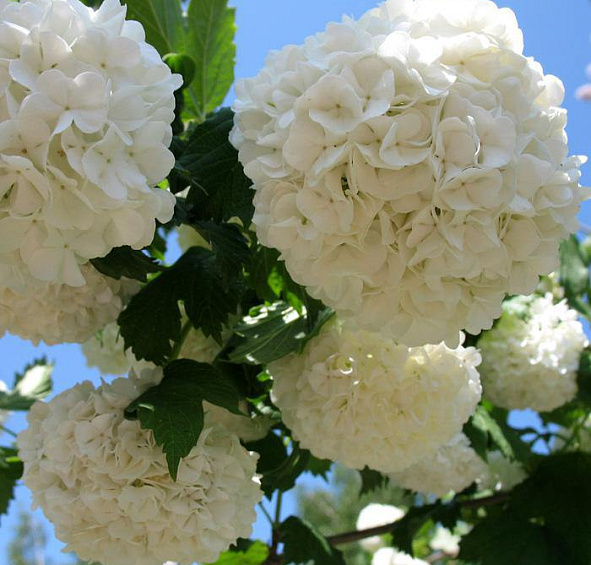 Калина Бульденеж