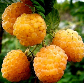 Малина 'Желтый гигант'