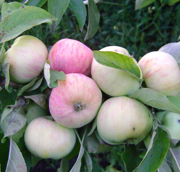 Яблоня домашняя 'Грушовка Московская'