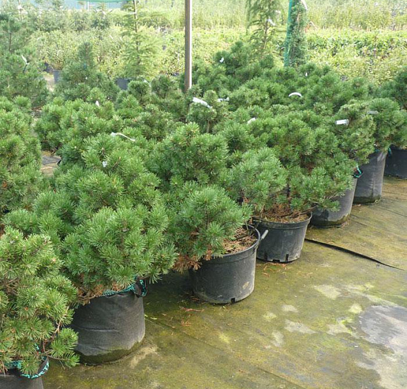 Сосна горная 'Гном'