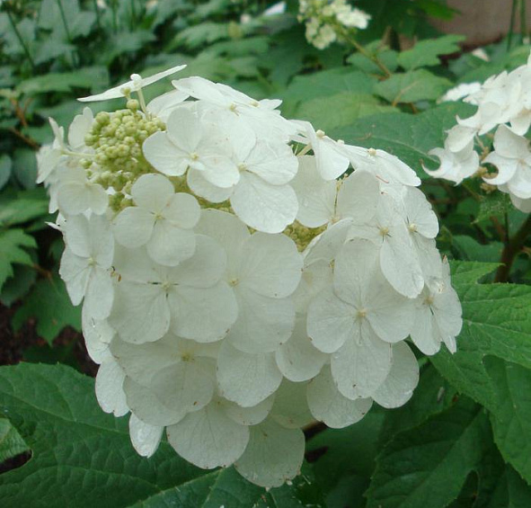 Гортензия дуболистная 'Сноу Квин'