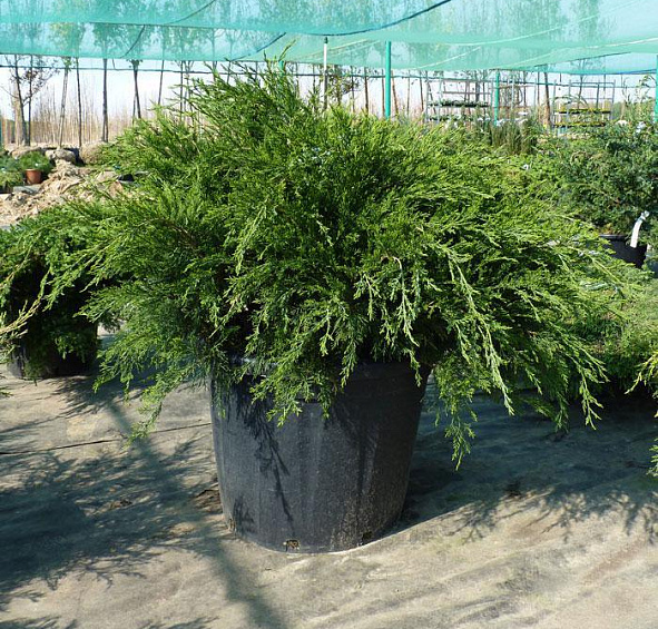 Можжевельник пфитцериана 'Минт Джулеп'