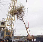 Фотоальбом Посадка крупномеров на берегу Клязьминского водохранилища с баржи. Ива желтокорая. Фотография 15