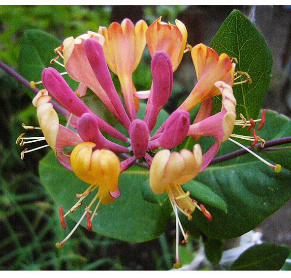 Жимолость вьющаяся Гекрота (Lonicera Heckrottii)