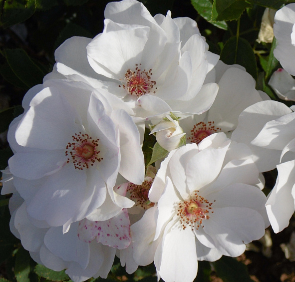 Роза 'Шнеефлокке' (почвопокровная, шраб) (белая)