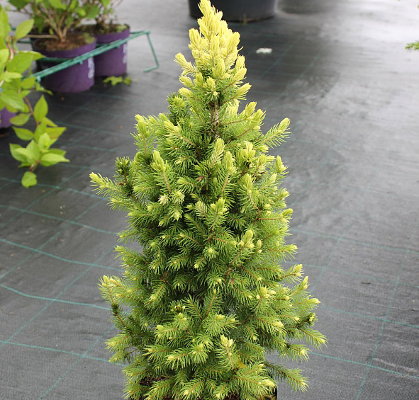 Ель сизая (канадская, белая) 'Дейзи Уайт'