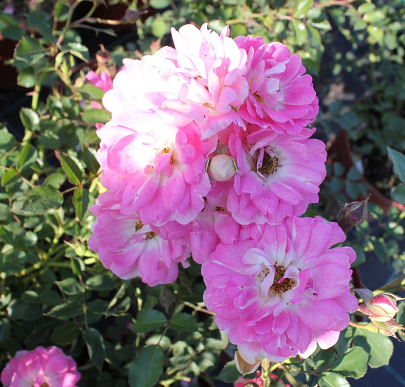 Роза 'Флирт 2011' (миниатюрная) (розовая)