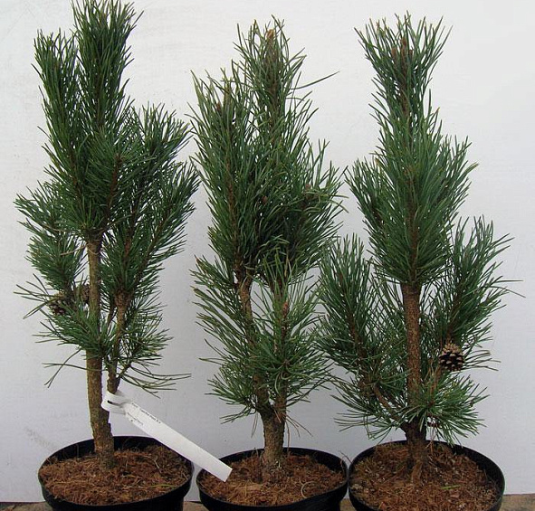 Сосна обыкновенная 'Фастигиата'