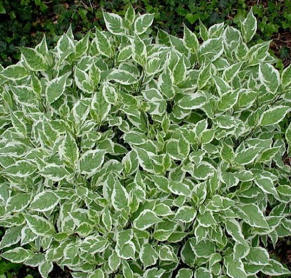 Дерен отпрысковый 'Вайт Голд'