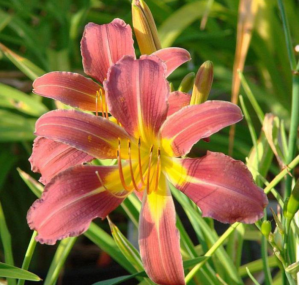 Лилейник Пурпл Вотерс