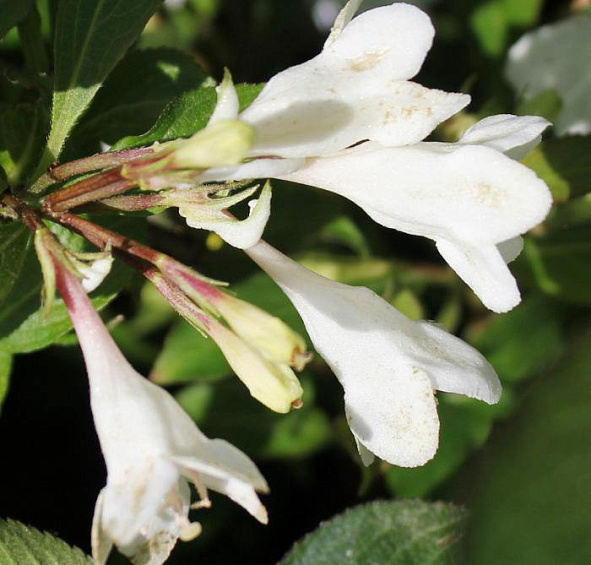Вейгела 'Блэк энд Уайт'