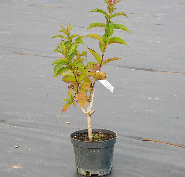 Вейгела цветущая 'Бристоль Руби'