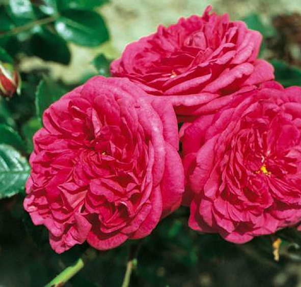 Роза 'Лагуна'  (плетиста) (винно - розовая)