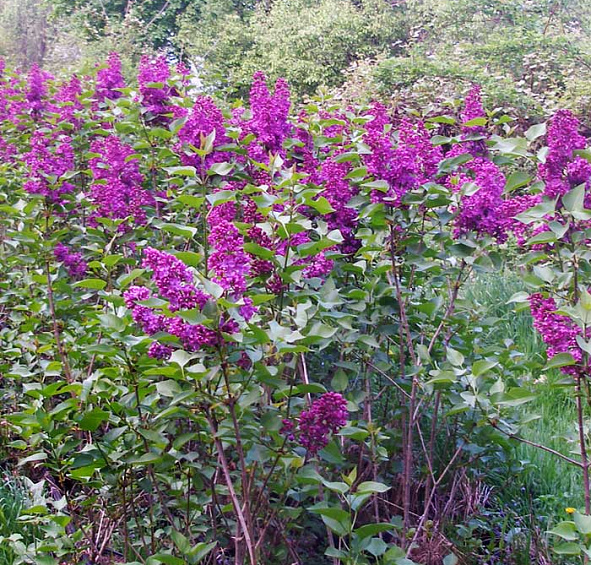 Сирень обыкновенная 'Людвиг Шпет' (фиолетово - розовая)