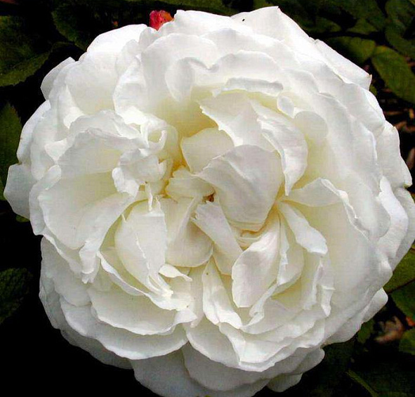 Роза Винчестер Кафедрал (Winchester Cathedral)