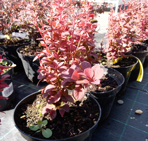 Барбарис Тунберга 'Оранж Рокет'