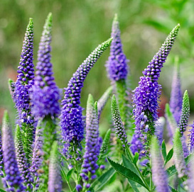 Вероника 'Порфирия'