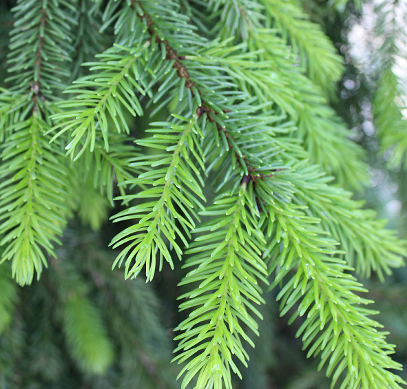 Ель сербская