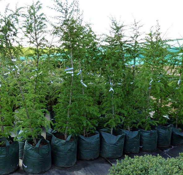 Лиственница тонкочешуйчатая (японская)