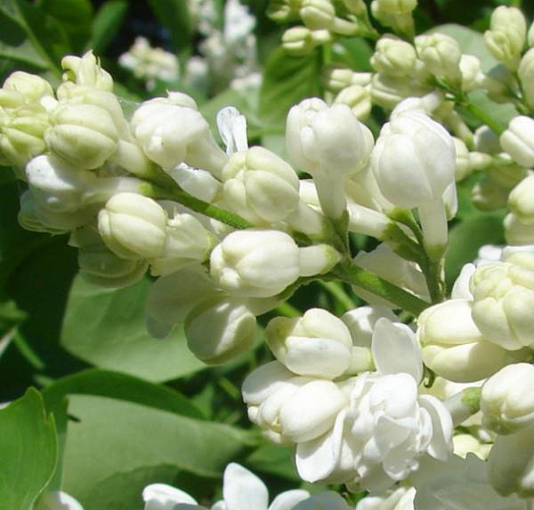 Сирень обыкновенная 'Жанна Дарк' (белая)