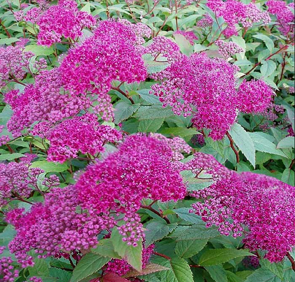 Спирея японская 'Фроебели'