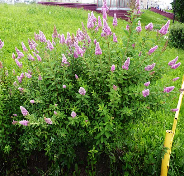 Спирея Дугласа