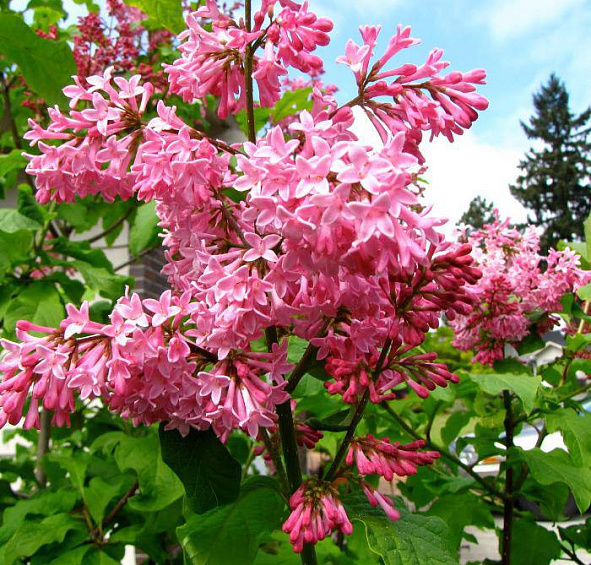 Сирень Престон 'Мисс Канада' (розовая)