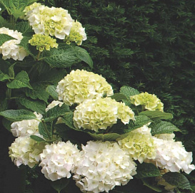 Гортензия крупнолистная 'Форевер энд Эвер Уайт'
