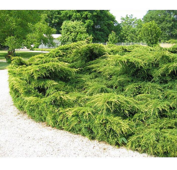 Можжевельник пфитцериана 'Пфитцериана Аурея'