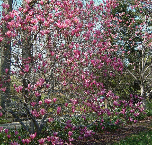 Магнолия 'Джорж Генри Керн'