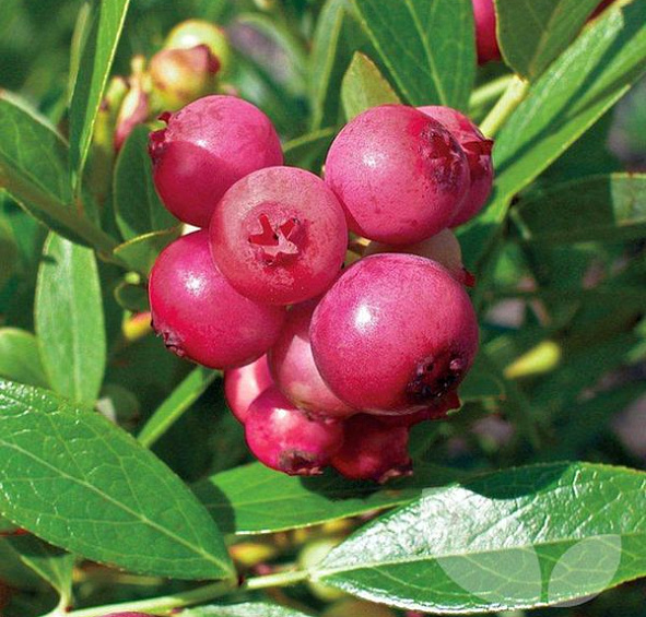 Голубика высокорослая 'Пинк Лимонад'