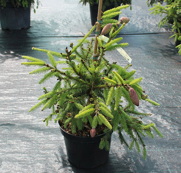 Ель обыкновенная (европейская) 'Акрокона'