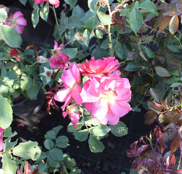 Роза 'Синко де Майо' (флорибунда) (винно - красная)