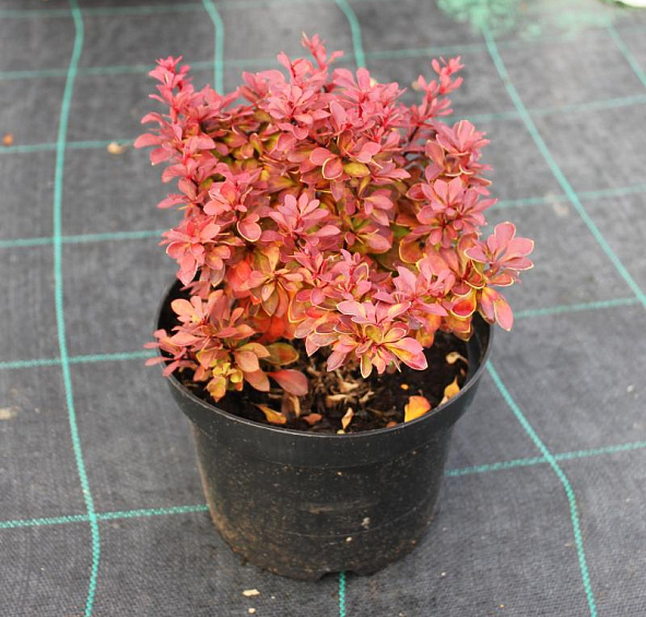 Барбарис Тунберга 'Руби Стар'