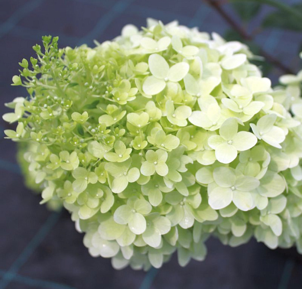 Гортензия метельчатая 'Диамантино'