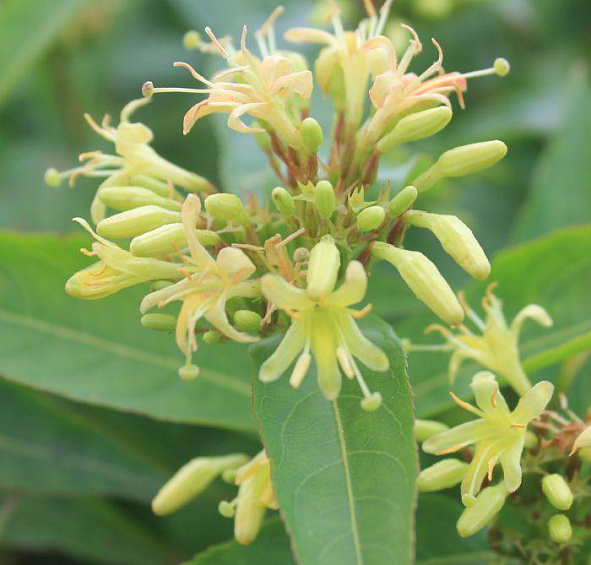 Диервилла сидячелистная 'Баттерфлай'