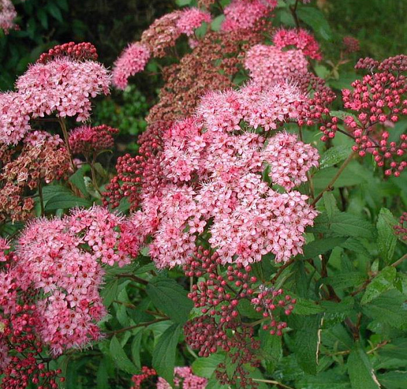 Спирея Бумальда