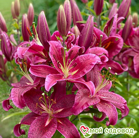 Лилия 'Динамит' (розовая)