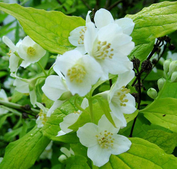 Чубушник венечный 'Ауреус'