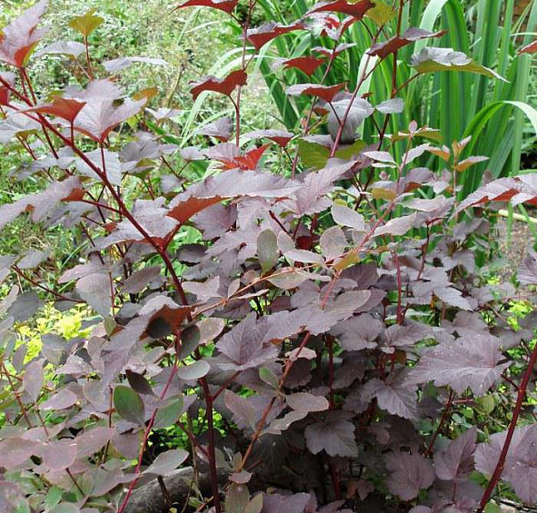 Пузыреплодник калинолистный 'Пурпуреа'