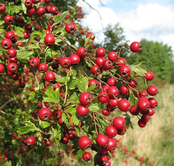 Боярышник однопестичный Компакта (Compacta)