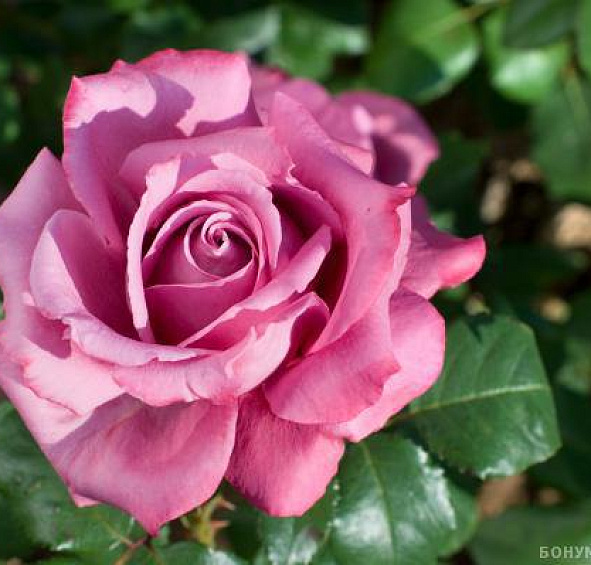 Роза Клод Брассер (Claud Brasseur)