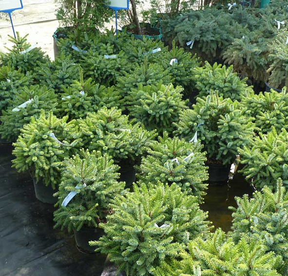 Ель сербская 'Нана'