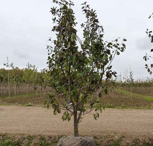 Яблоня домашняя 'Вишневое'