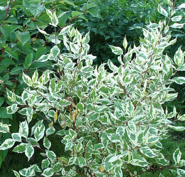 Дерен белый 'Элегантиссима'