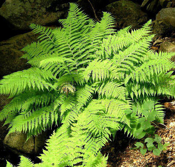 Кочедыжник женский